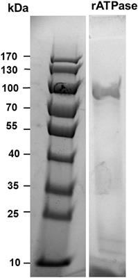 Recombinant ATPase of Virulent Aeromonas hydrophila Protects Channel Catfish Against Motile Aeromonas Septicemia